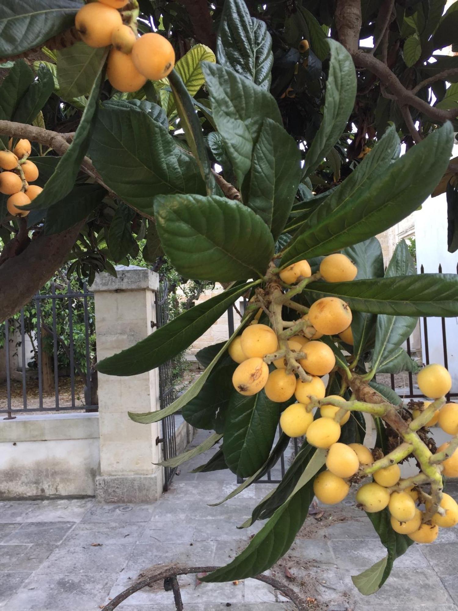 Palazzo De Carlo E Il Parco Dei 7 Pozzi Bed & Breakfast Lecce Exterior foto